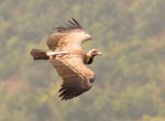 Long Billed Vulture Mvirani