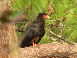 Red-throated Caracara