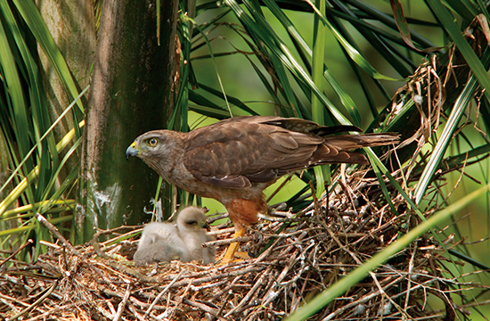 adult and nestling Ridgway's Hawks at nest