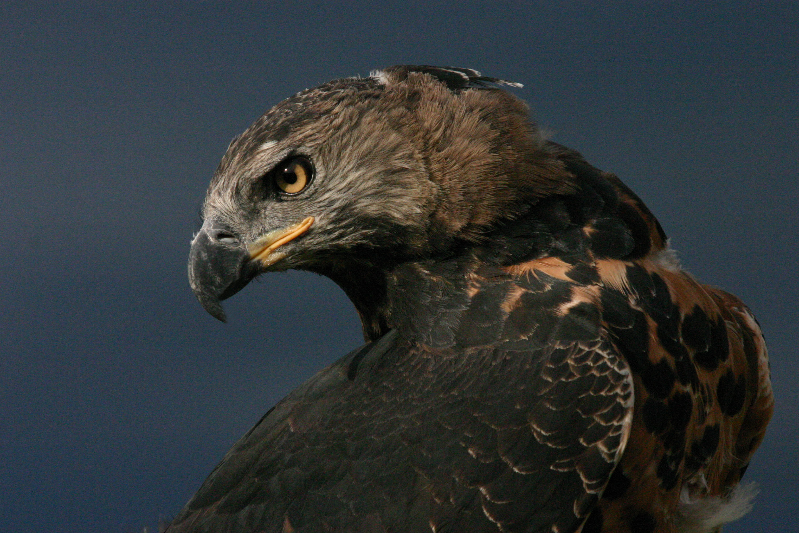 Crowned Eagle close up of head