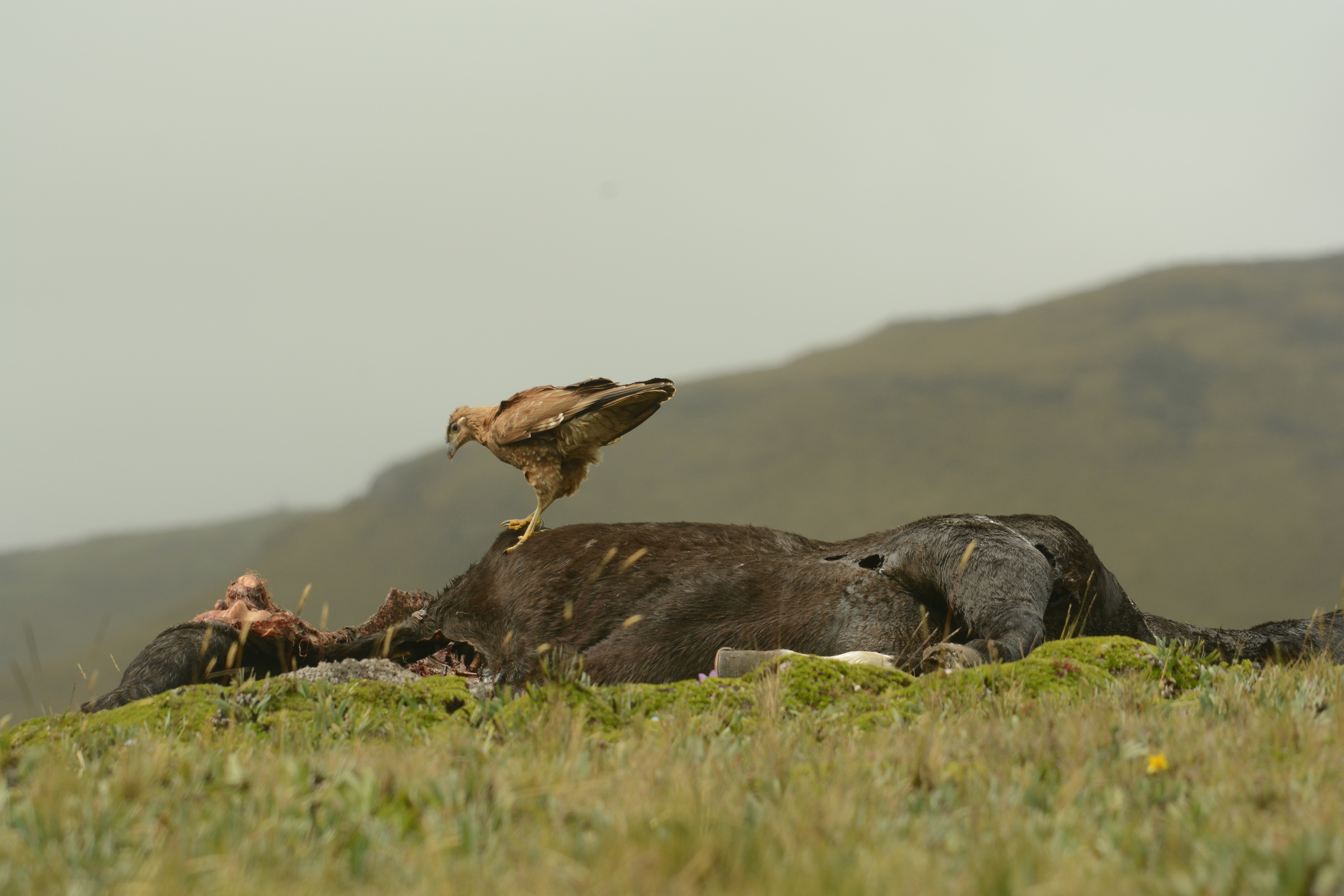 Juvenile Carunculated Caracara on top of a cow carcass