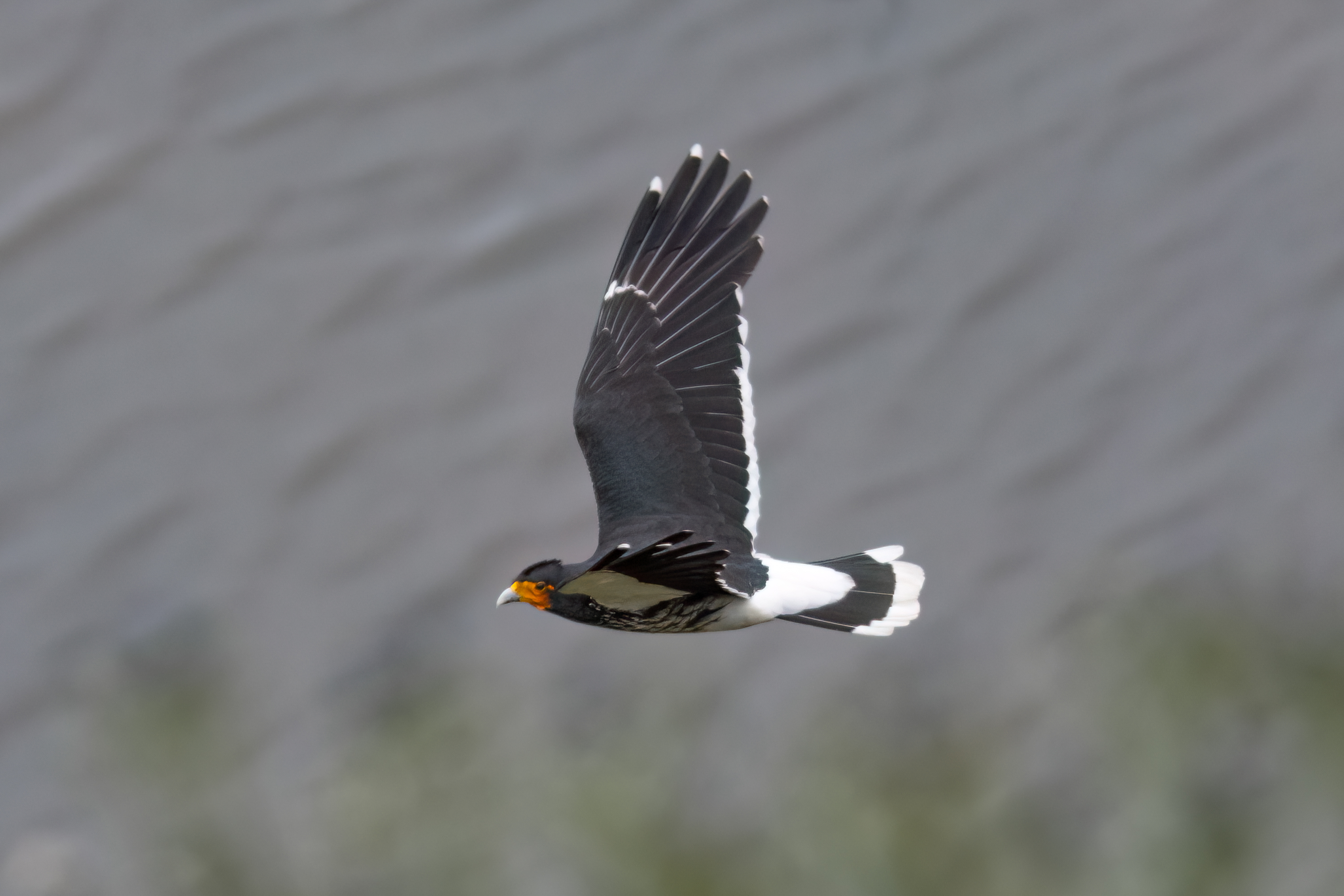 Carunculated Caracara in flight