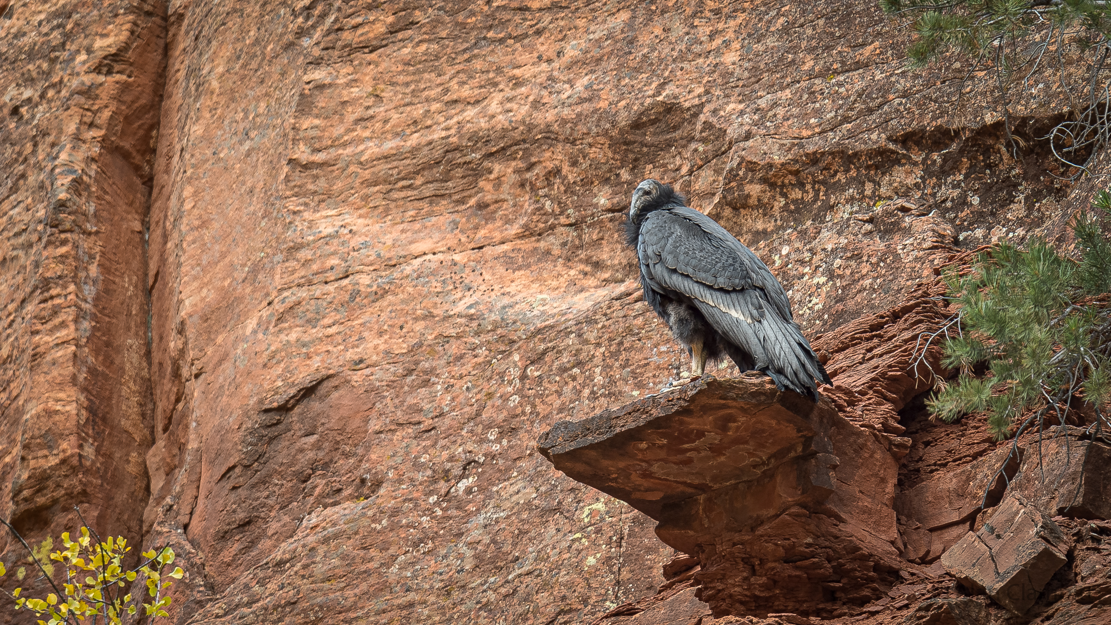 Condor 1K perches atop an outcrop on a redrock cliff