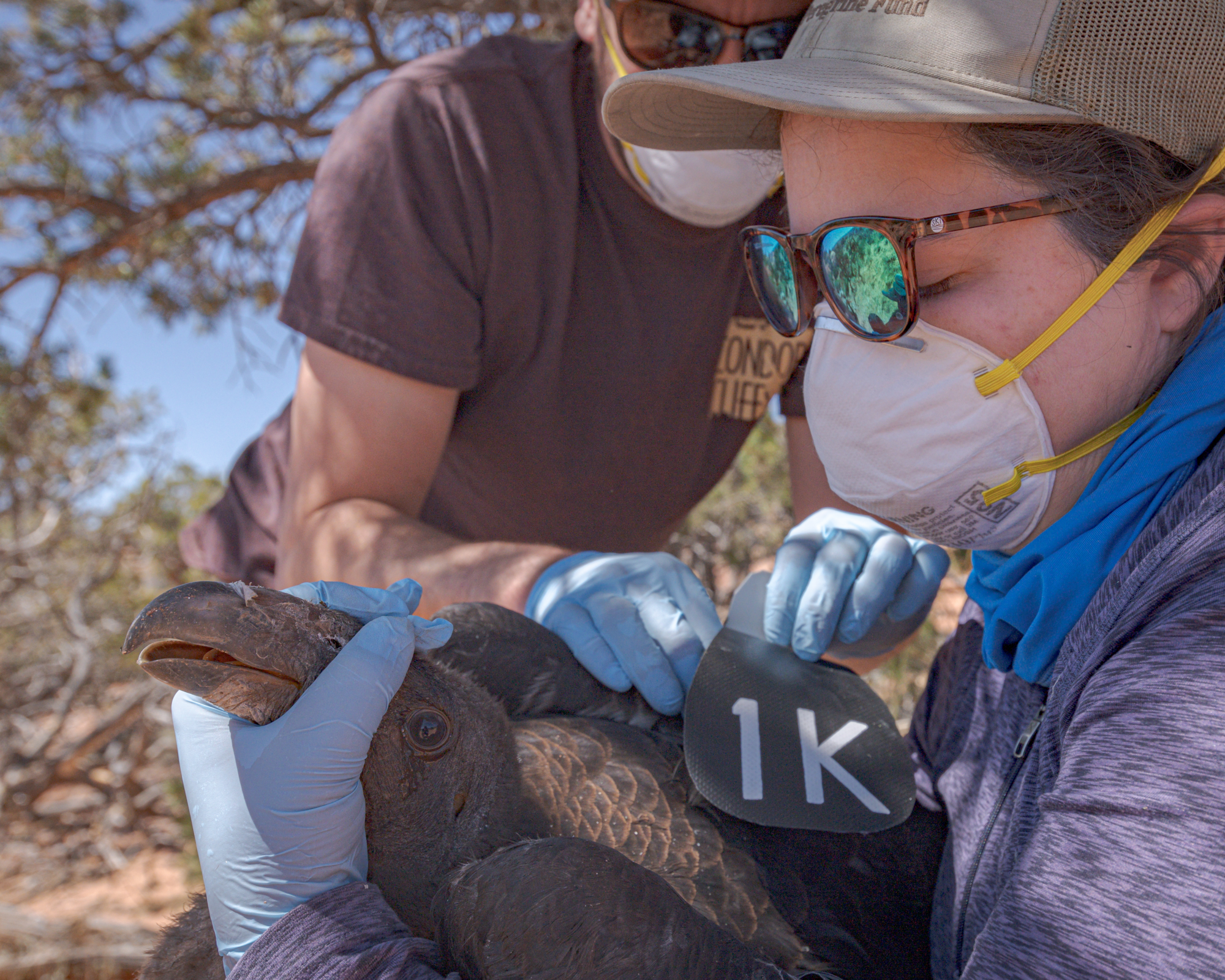 Condor 1K receiving it's &quot;1K&quot; tag from members of The Peregrine Fund California Condor field team