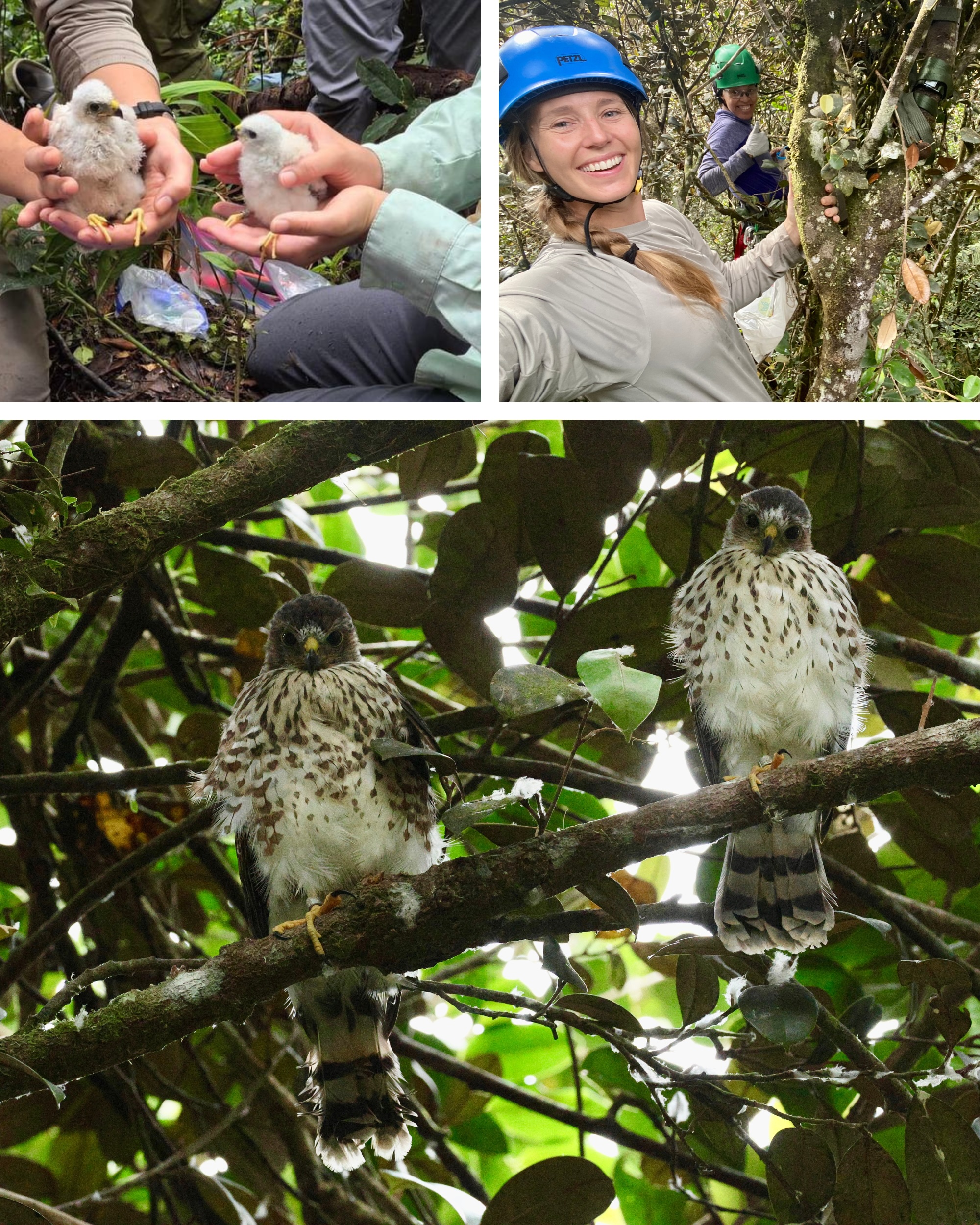 Top L: Puerto Rican Sharp-shinned Hawk nestlings, Top R: Puerto Rico team climbing, Bottom: Two Puerto Rican Sharp-shinned Hawk fledglings