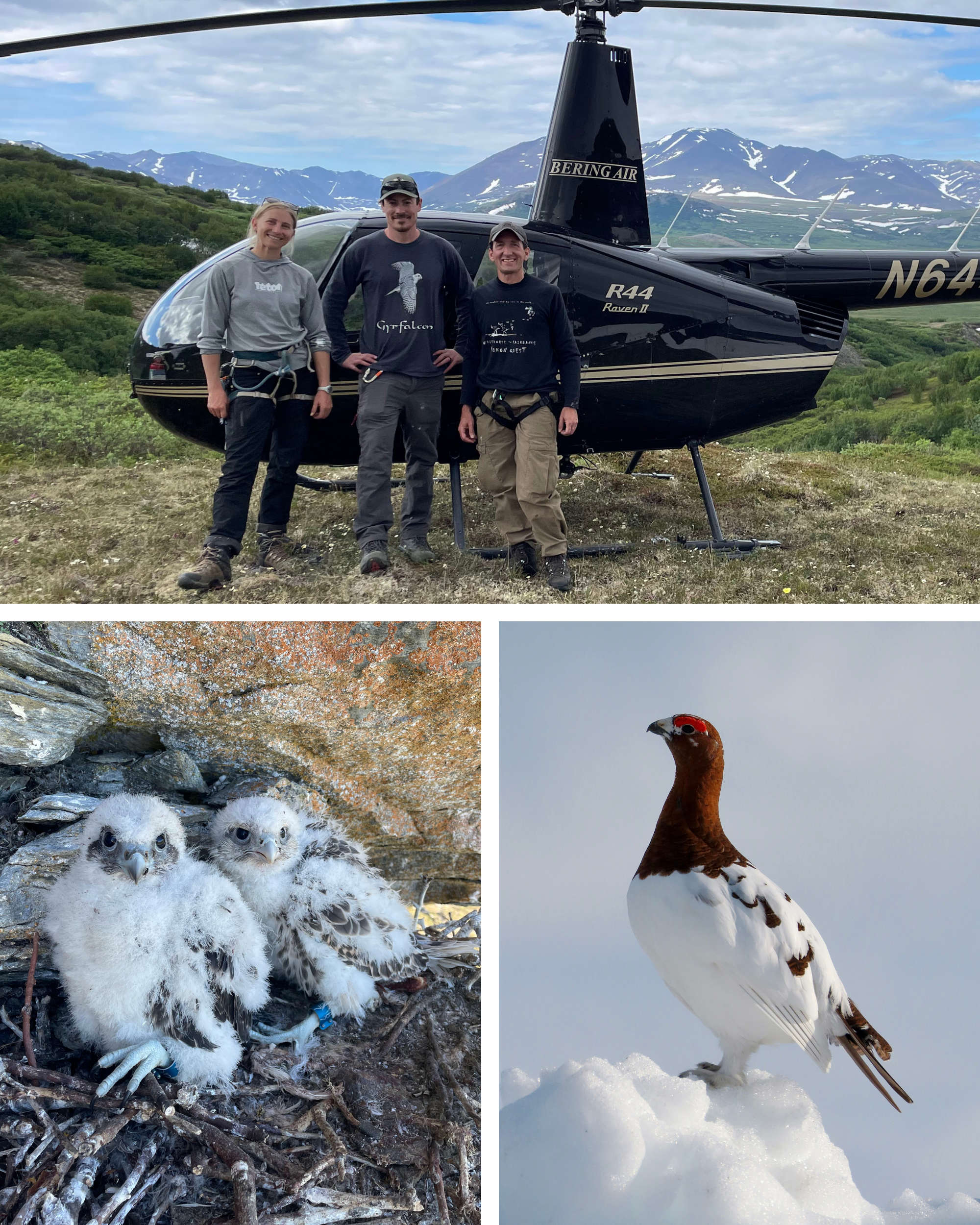 Top: Travis Boom with Mike Henderson and Kara Beer in front of helicopter. Bottom L: two Gyrfalcon nestlings, Bottom R: Willow Ptarmigan on snow