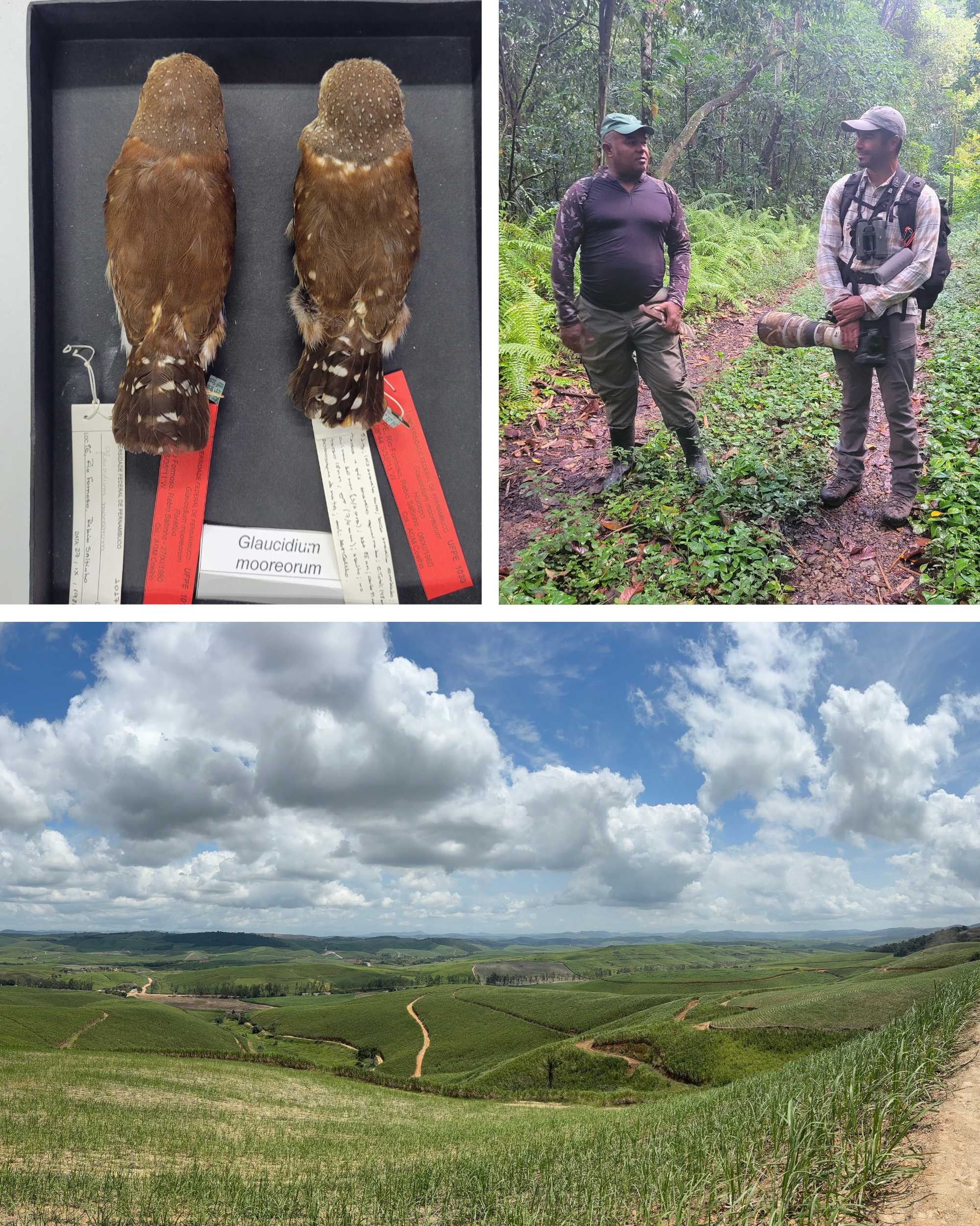 Pernambuco Pygmy-owl specimens, Julio and forest reserve guard, Brazil sugar cane landscape