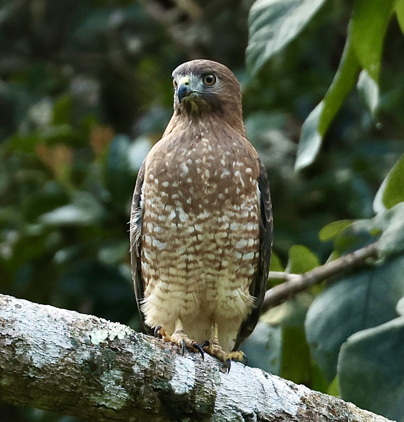 Puerto Rican Broad-winged Hawk (a brown, speckled medium-sized hawk) perched on a branch