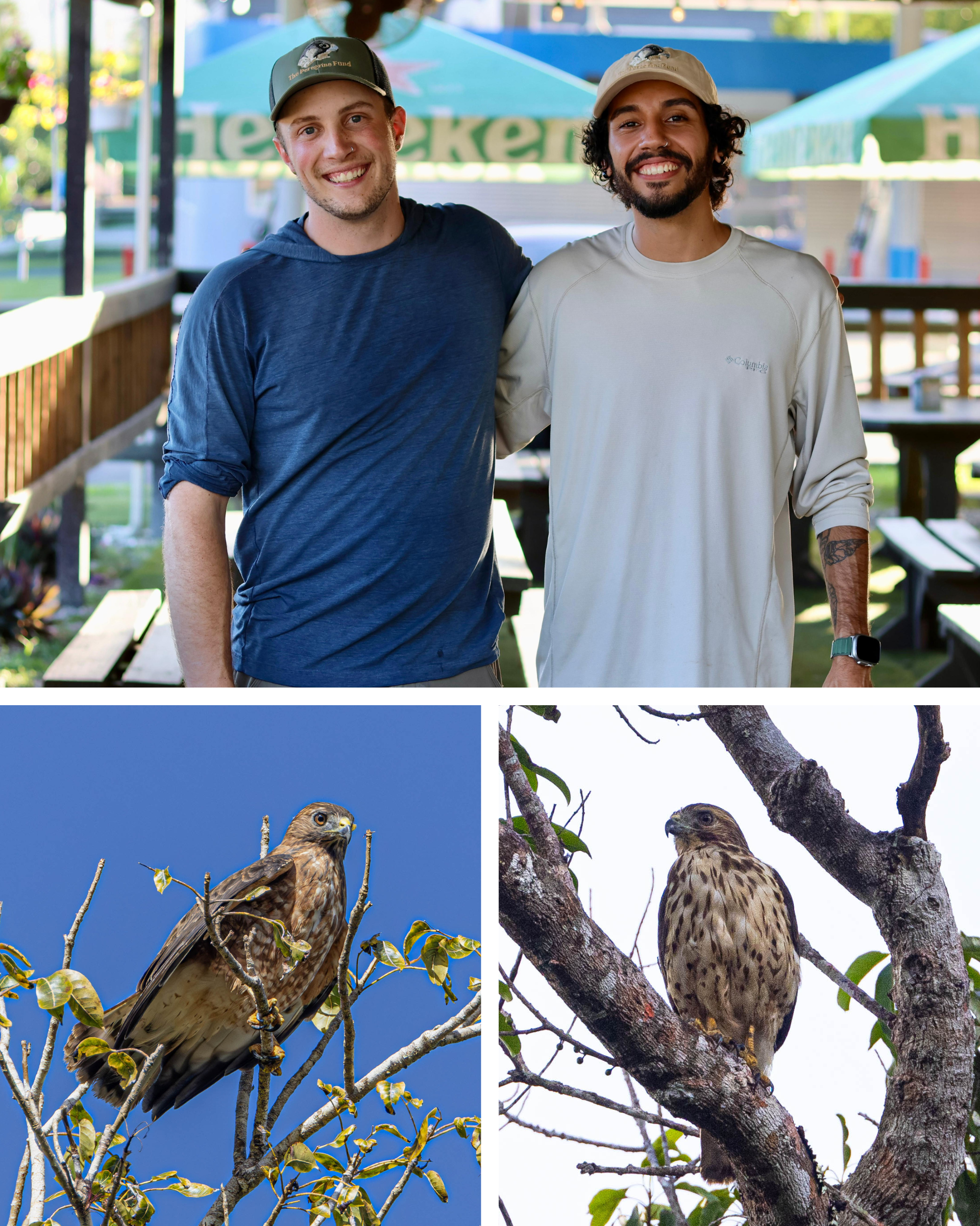 Top: Two field crew members stand together. Bottom left and right: Puerto Rican Broad-winged Hawks in trees