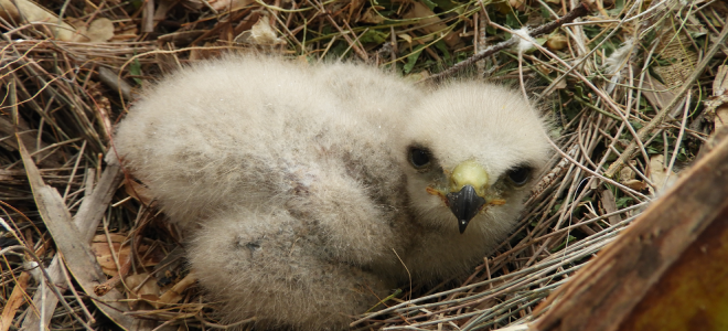 A downy Ridgway's Hawk nestling lays in its nest