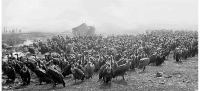 Hundreds of vultures rest on the ground at a carcass dump in India