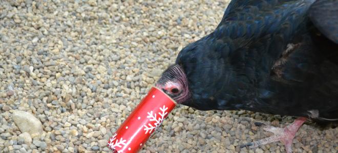 Lucy the Turkey Vulture checking out her holiday gift