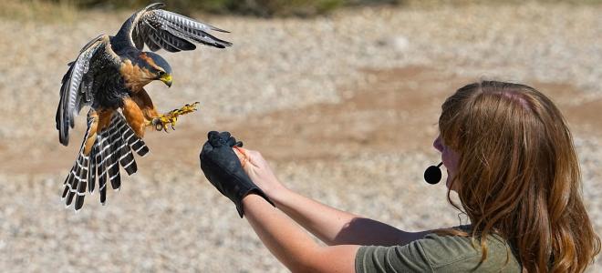 Rosa the Northern Aplomado Falcon and Trainer Kelsey