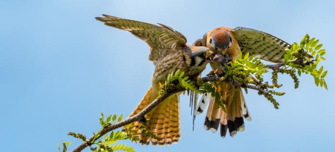 A female kestrel on a branch reaching out with her beak to take a small prey item offered to her by a male