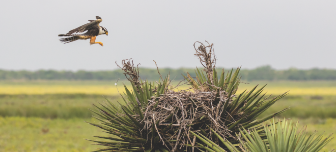 Aplomado Falcon landing in yucca nest