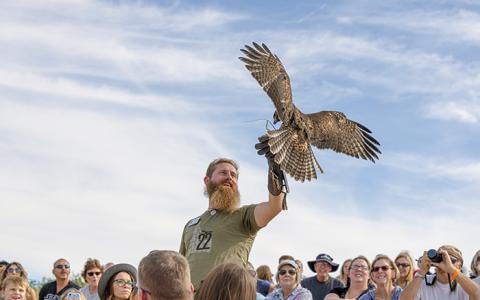 A Red-tailed Hawk lands on a trainer's glove in the audience