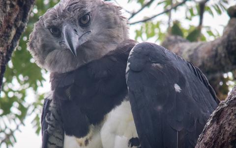 Harpy eagle portrait