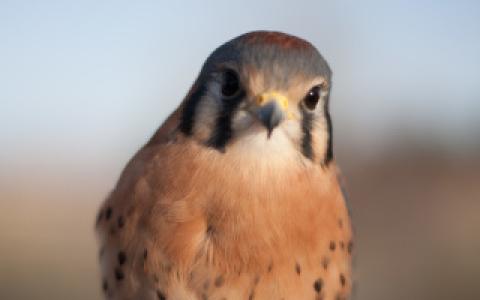 Bob, American Kestrel portrait