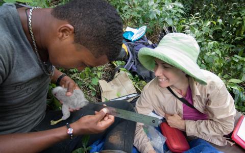 Two biologists taking measurements of nestling Ridgway's Hawk