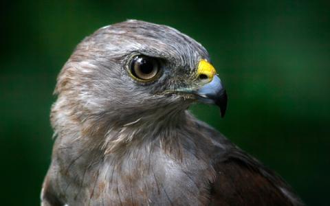 A closeup of a Ridgway's Hawk's head