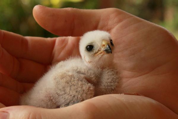 Puerto Rican Sharp-shinned Hawk nestling cupped in biologist's hand