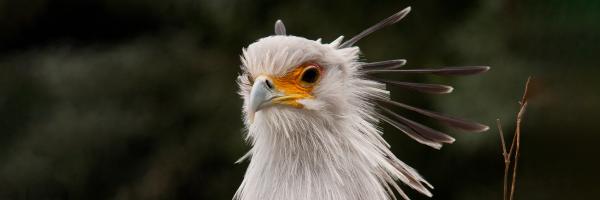 A closeup of the head of a Secretarybird.