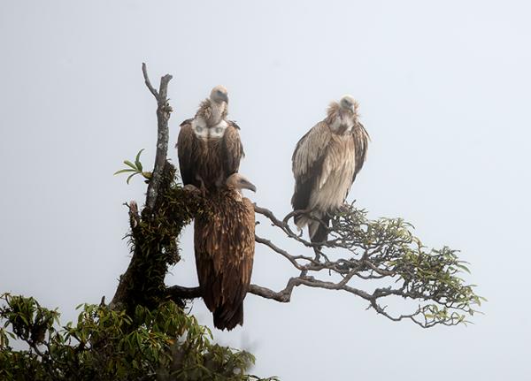 three Asian vultures perch in a tree