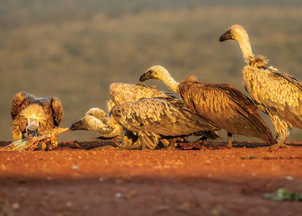 African White-backed Vultures feeding