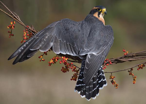 Aplomado Falcon perched