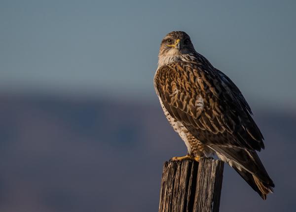 Ferruginous Hawk perched