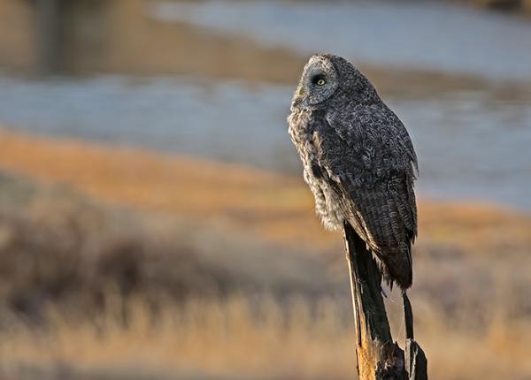 Great Gray Owl perched