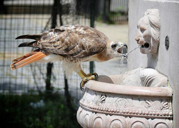 Red-tailed hawk drinking