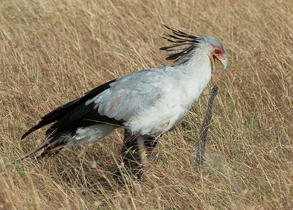 Secretarybird killing snake