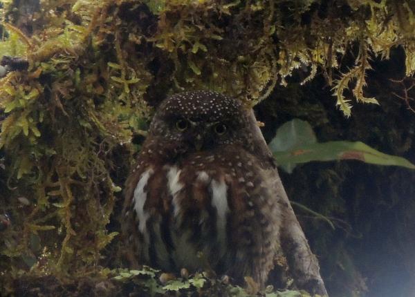 Costa Rican Pygmy Owl