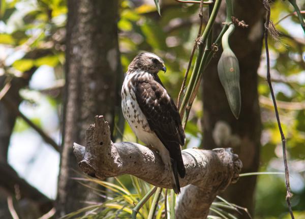 Broad-winged Hawk perched