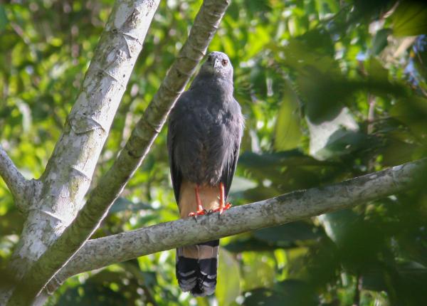 Perched Crane Hawk