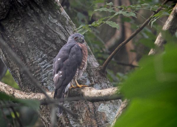 Perched Double-toothed Kite