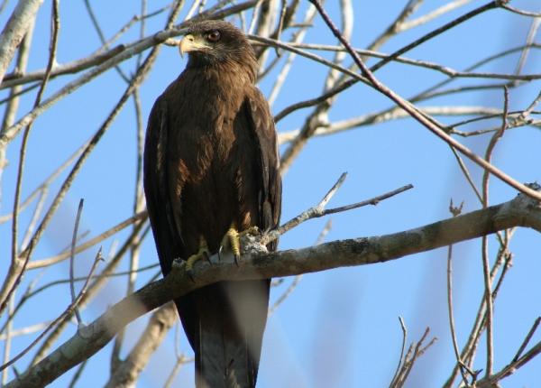 Yellow-billed Kite