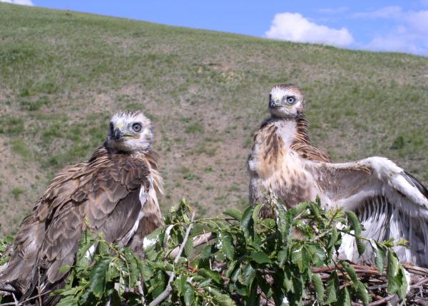 Upland Buzzard