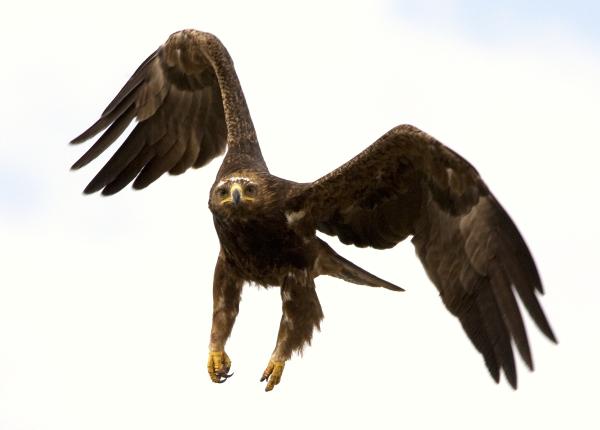 Tawny Eagle