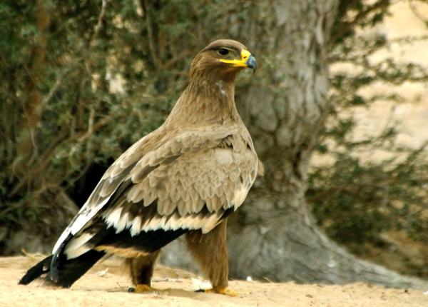 Steppe Eagle