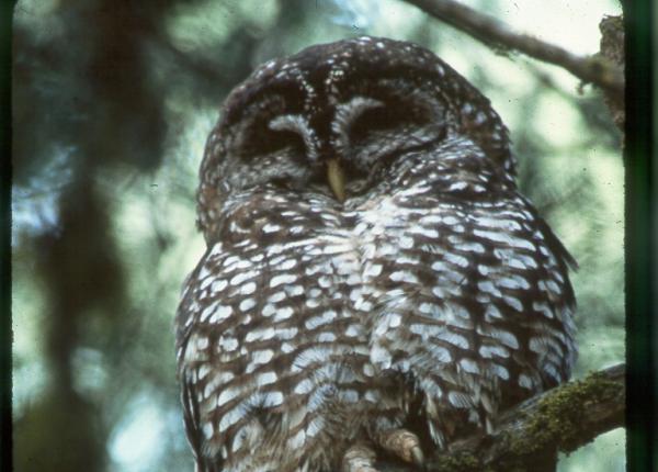 Spotted Owl