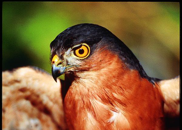 Rufous-breasted Sparrowhawk