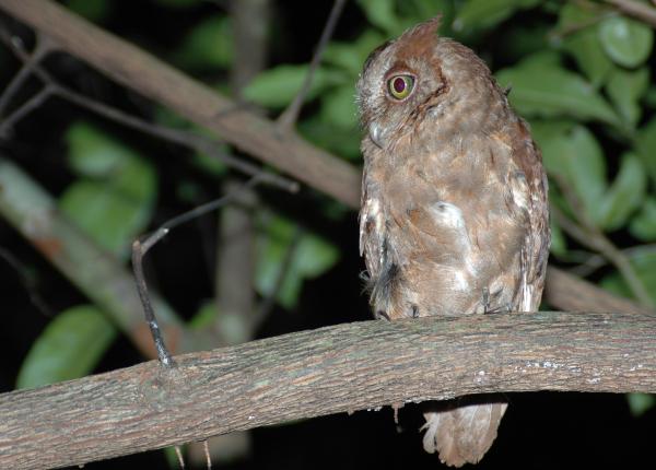 Pemba Scops Owl