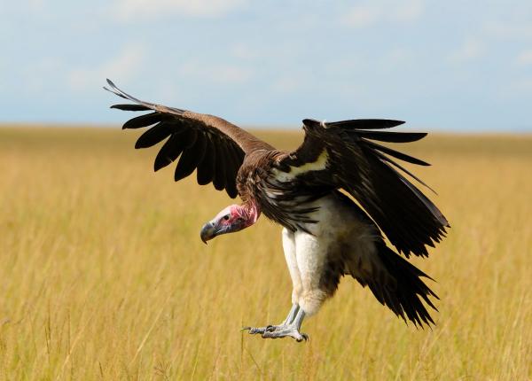 Lappet-faced Vulture