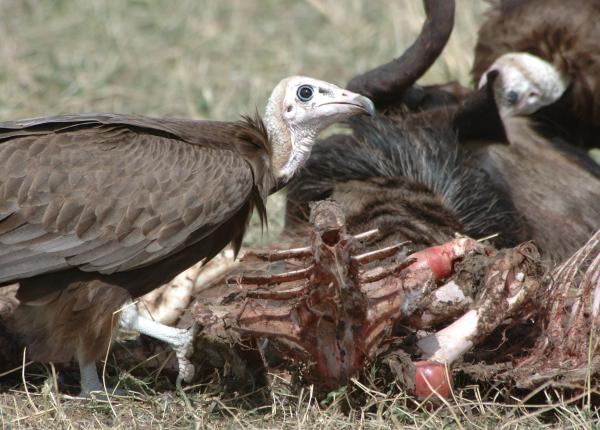 Hooded Vulture