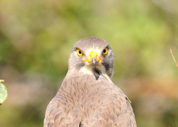 Grasshopper Buzzard