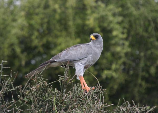 Eastern Chanting Goshawk