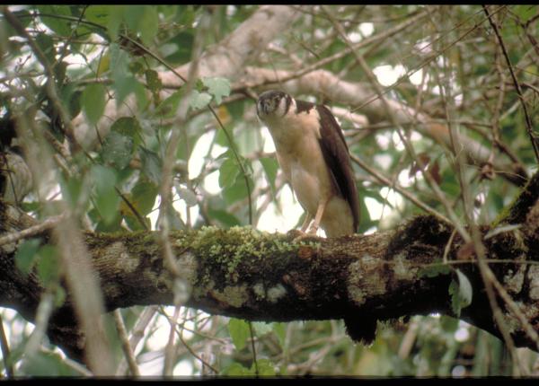 Collared Forest Falcon