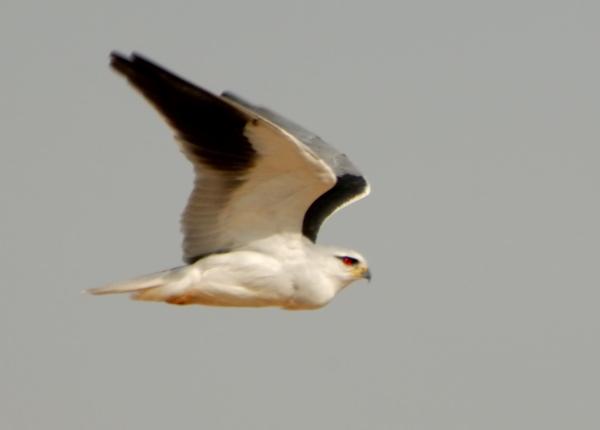 Black-shouldered Kite